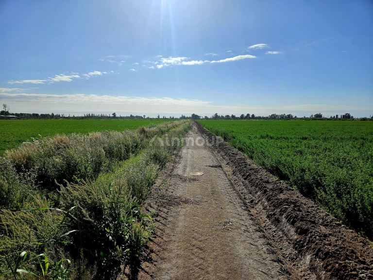 Finca en Venta en Lavalle, Mendoza