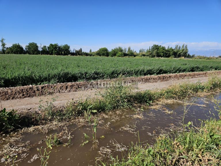 Finca en Venta en Lavalle, Mendoza
