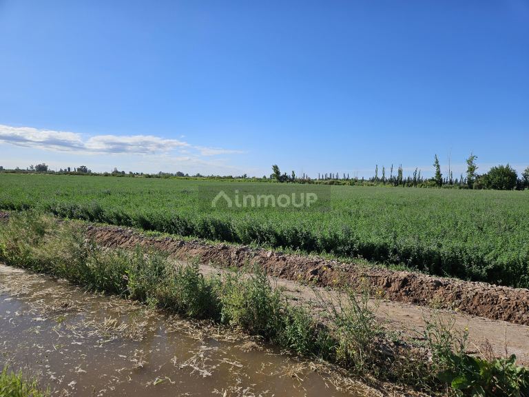 Finca en Venta en Lavalle, Mendoza