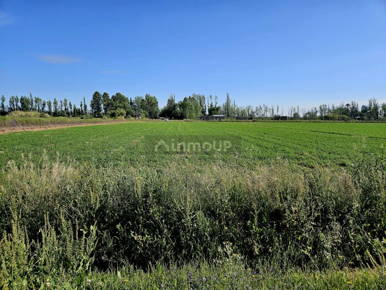 Finca en Venta en Lavalle, Mendoza