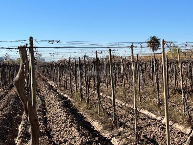 Finca en Venta en Rivadavia, San Juan