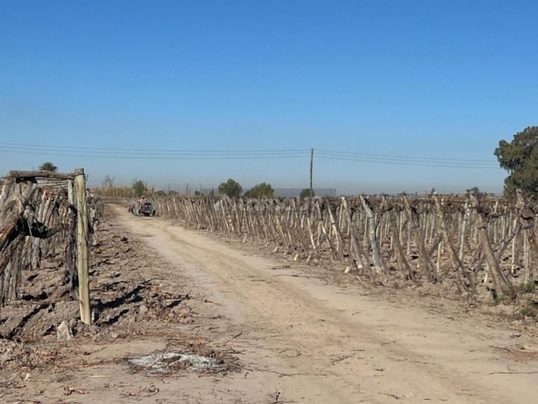Finca en Venta en Rivadavia, San Juan