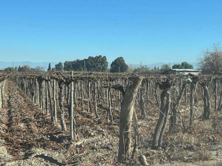 Finca en Venta en Rivadavia, San Juan