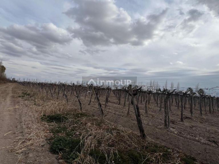 Finca en Venta en Rivadavia, San Juan
