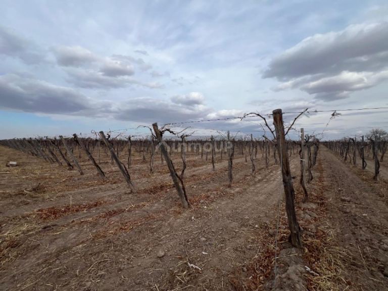 Finca en Venta en Rivadavia, San Juan