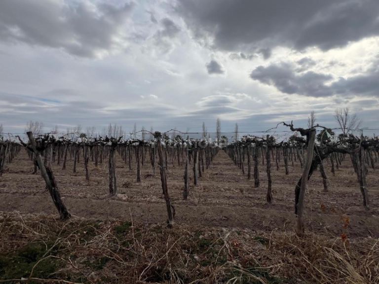 Finca en Venta en Rivadavia, San Juan