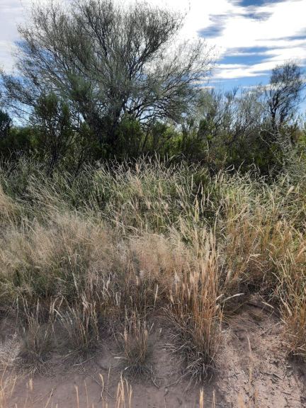 Campo en Venta en La Paz, Mendoza