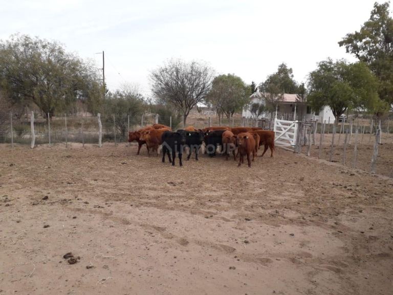 Campo en Venta en La Paz, Mendoza