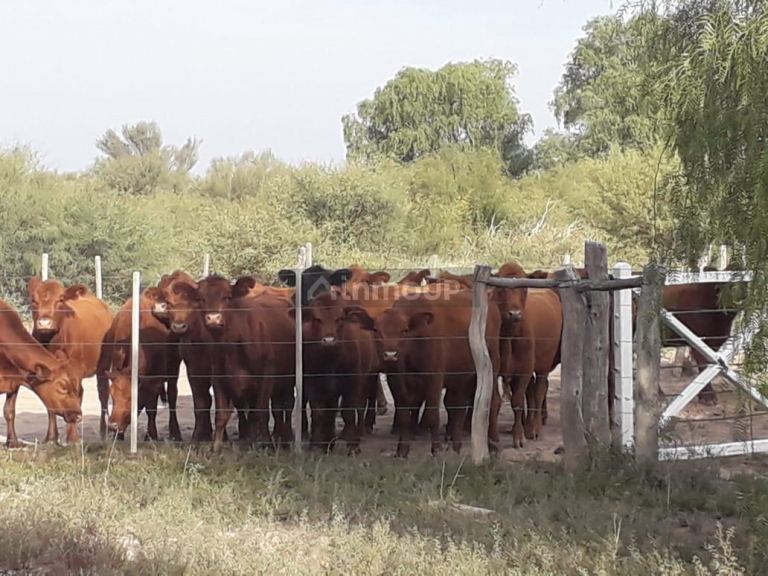 Campo en Venta en La Paz, Mendoza