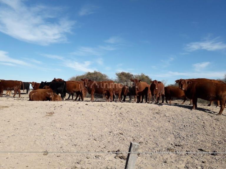 Campo en Venta en La Paz, Mendoza