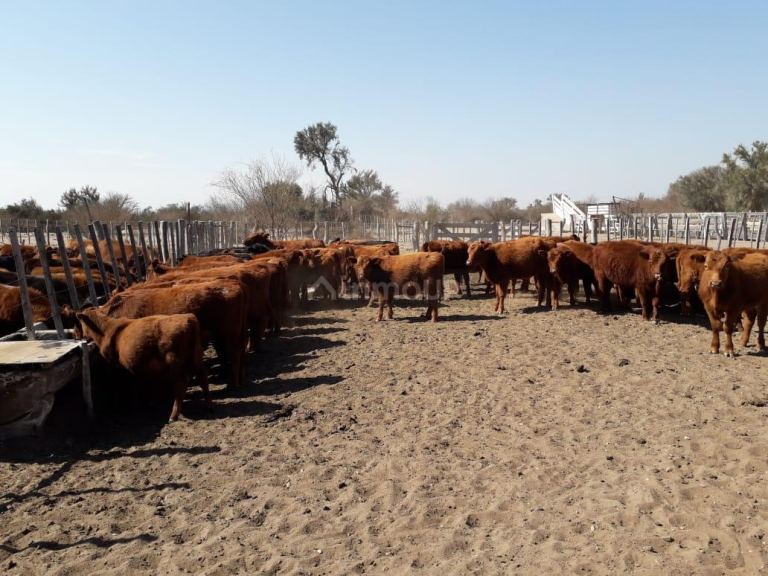 Campo en Venta en La Paz, Mendoza
