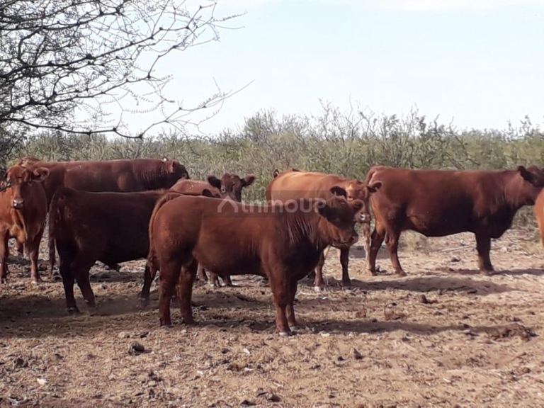 Campo en Venta en La Paz, Mendoza