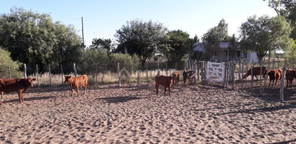 Campo en Venta en La Paz, Mendoza