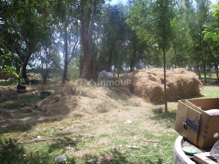 Campo en Venta en Santa Rosa, Mendoza