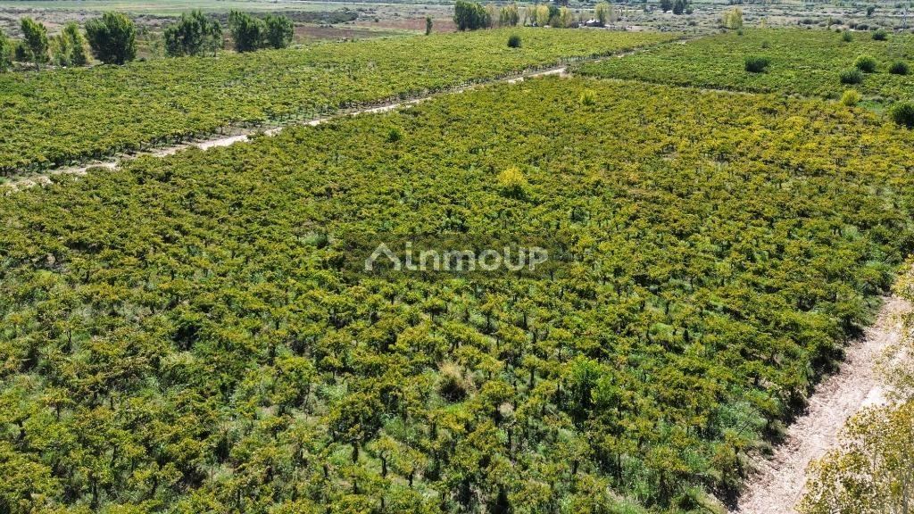 Finca en Venta en Lavalle, Mendoza