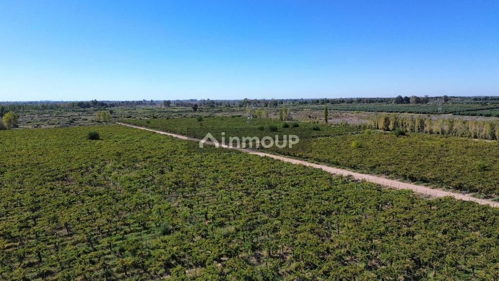 Finca en Venta en Lavalle, Mendoza