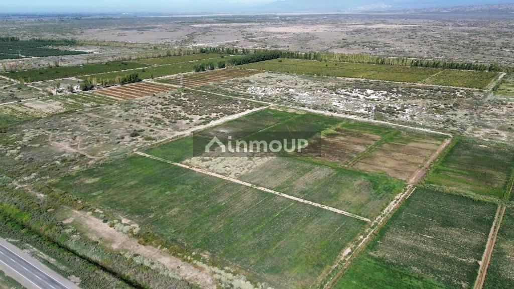 Finca en Venta en Lavalle, Mendoza