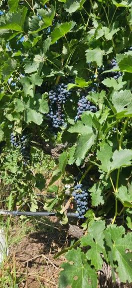 Campo en Venta en Lavalle, Mendoza