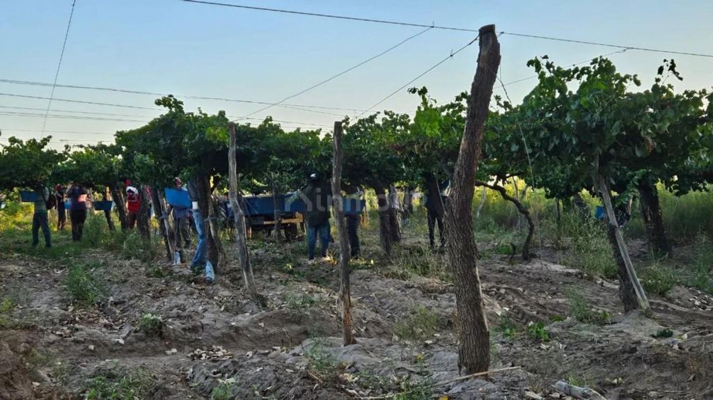 Campo en Venta en Lavalle, Mendoza
