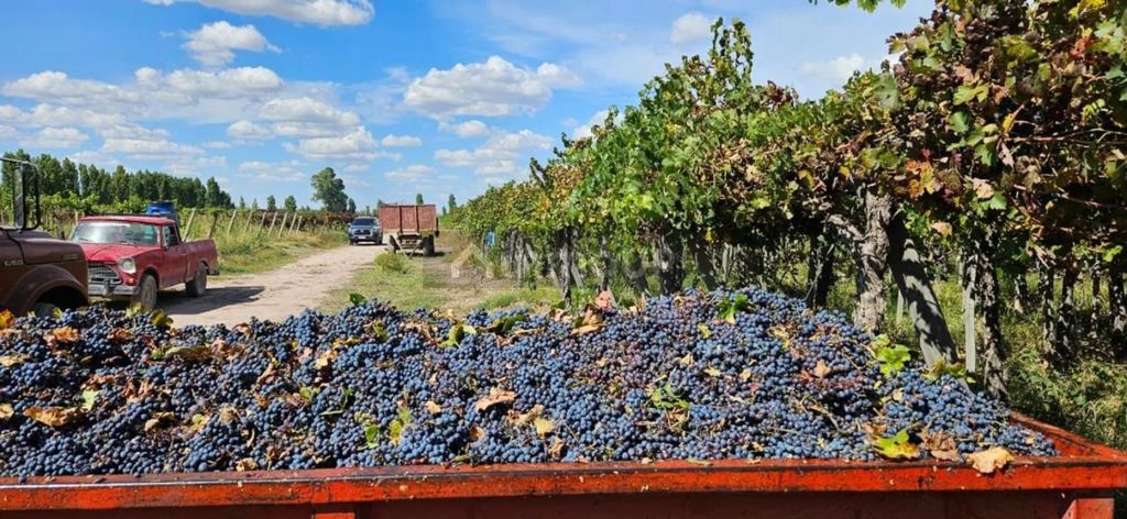 Campo en Venta en Lavalle, Mendoza