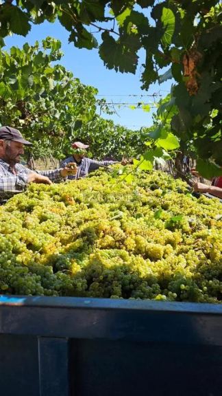 Campo en Venta en Lavalle, Mendoza