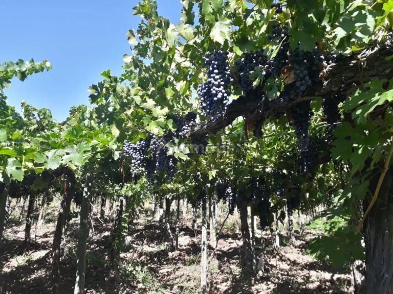 Campo en Venta en Lavalle, Mendoza