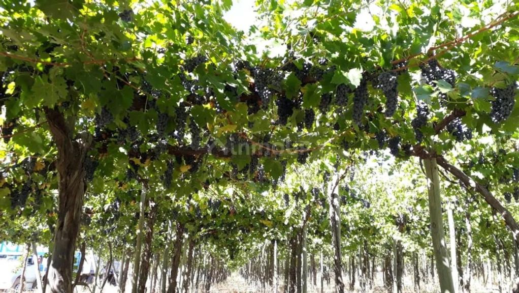 Campo en Venta en Lavalle, Mendoza