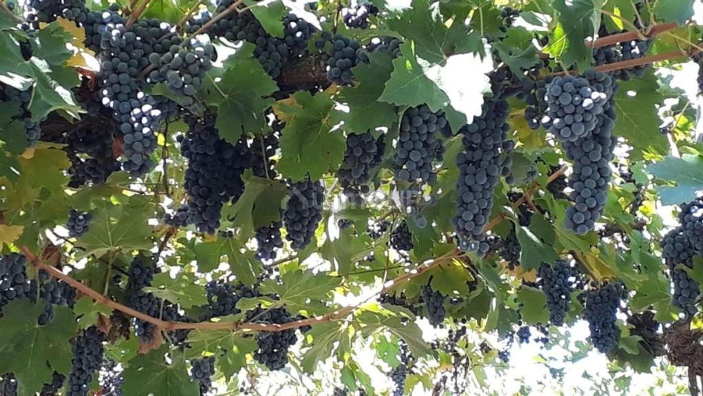 Campo en Venta en Lavalle, Mendoza