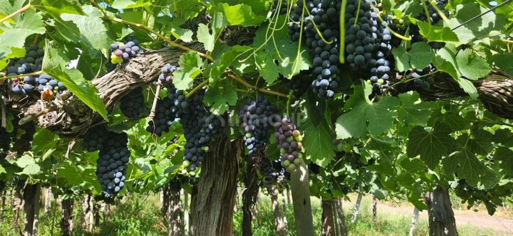 Campo en Venta en Lavalle, Mendoza