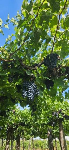 Campo en Venta en Lavalle, Mendoza