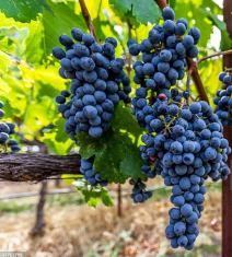 Finca en Venta en Lujan de Cuyo, Mendoza