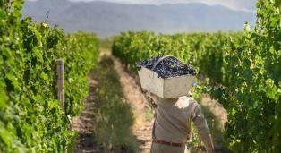 Finca en Venta en Lujan de Cuyo, Mendoza