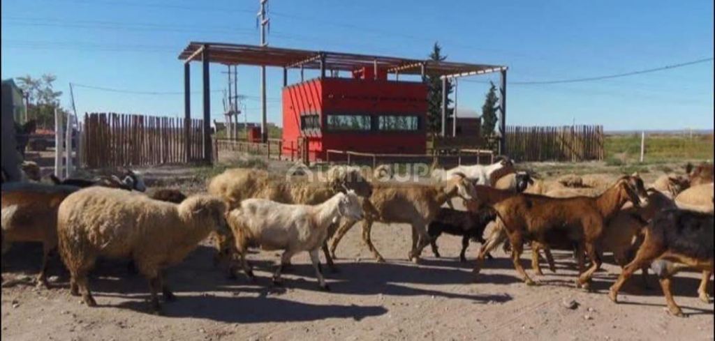Terreno en Venta en Lujan de Cuyo, Mendoza