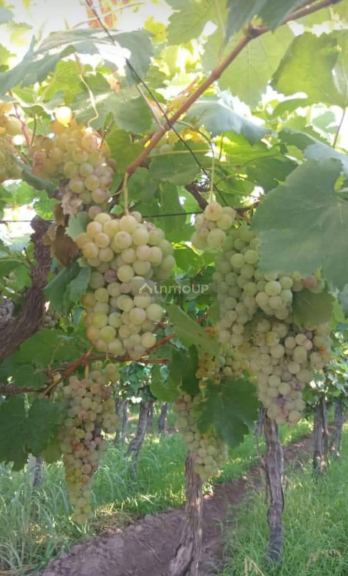 Finca en Venta en Guaymallen, Mendoza