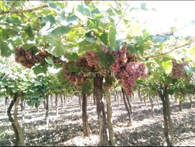 Finca en Venta en Guaymallen, Mendoza