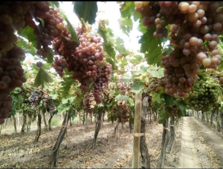 Finca en Venta en Guaymallen, Mendoza