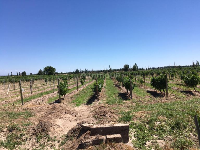 Finca en Venta en Las Heras, Mendoza