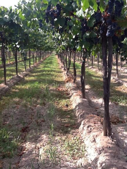 Finca en Venta en Las Heras, Mendoza