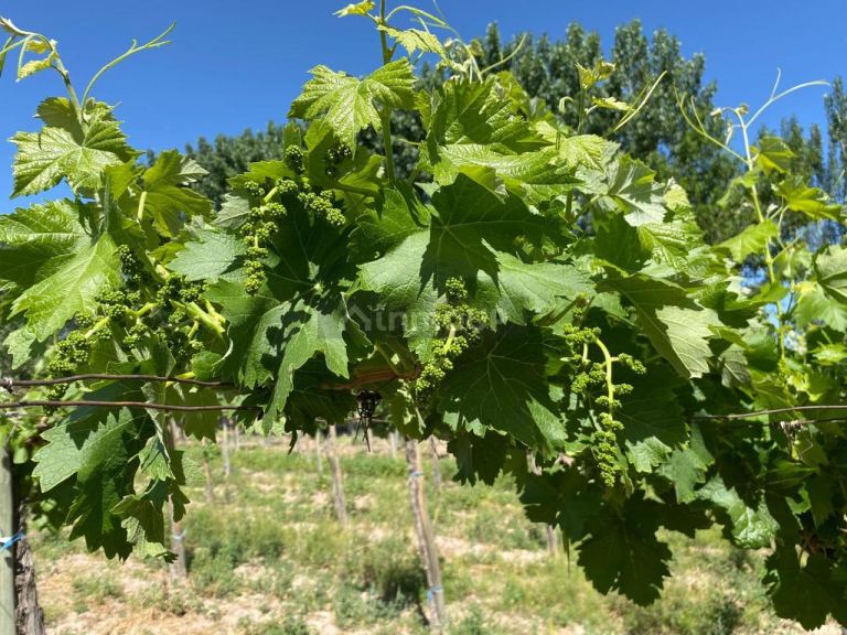 Finca en Venta en Las Heras, Mendoza
