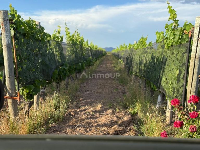 Lote en Venta en Lujan de Cuyo, Mendoza