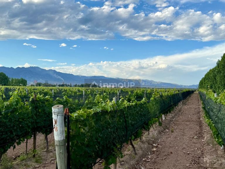 Lote en Venta en Lujan de Cuyo, Mendoza