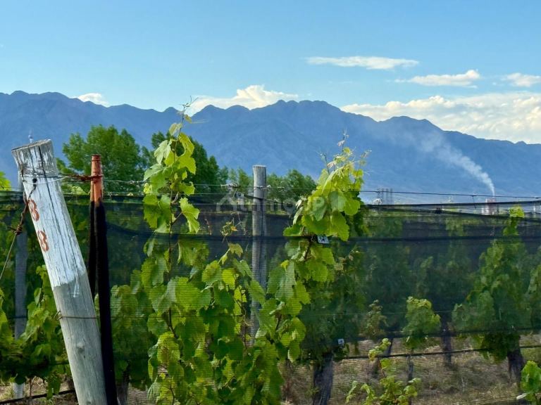 Lote en Venta en Lujan de Cuyo, Mendoza