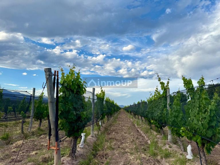 Lote en Venta en Lujan de Cuyo, Mendoza
