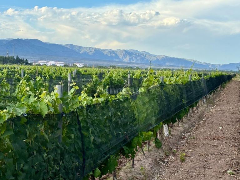 Lote en Venta en Lujan de Cuyo, Mendoza