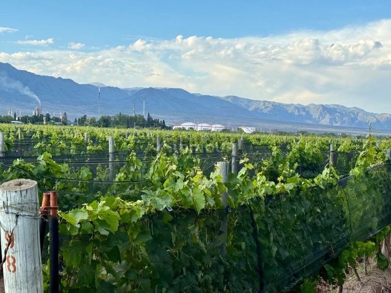 Lote en Venta en Lujan de Cuyo, Mendoza