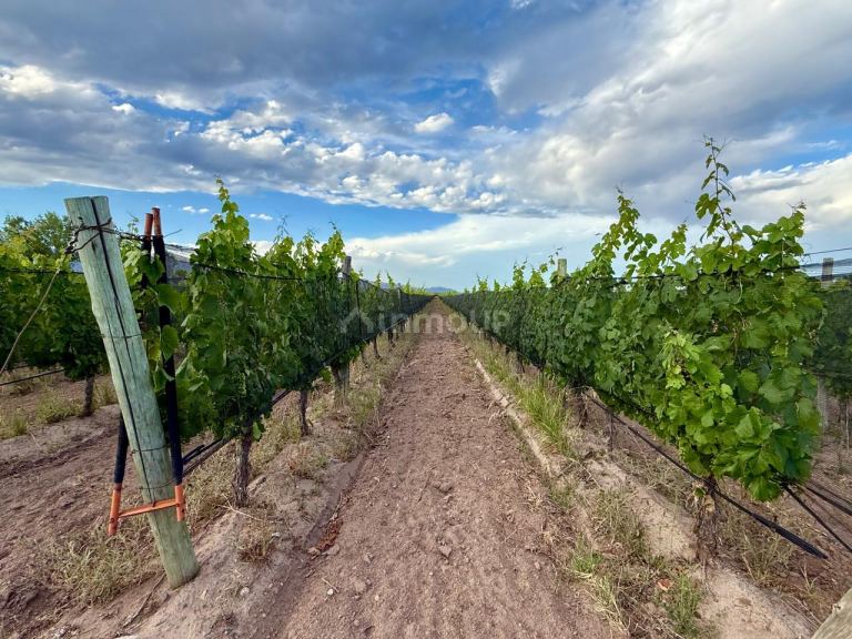 Lote en Venta en Lujan de Cuyo, Mendoza
