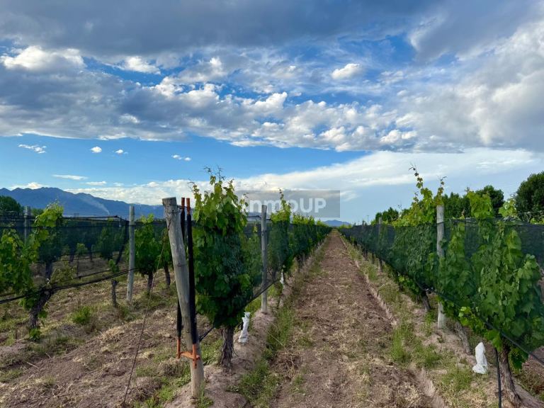 Lote en Venta en Lujan de Cuyo, Mendoza