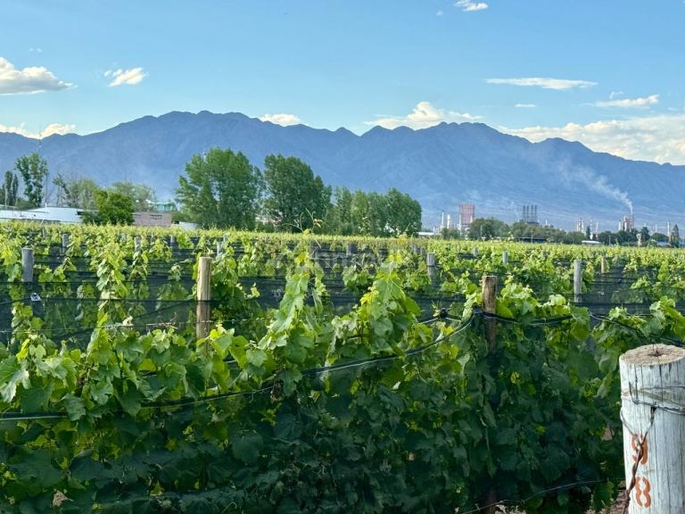Lote en Venta en Lujan de Cuyo, Mendoza