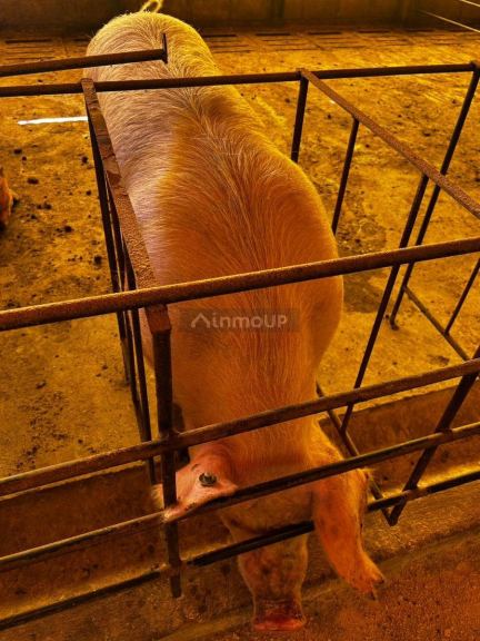 Campo en Venta en General Pedernera, San Luis