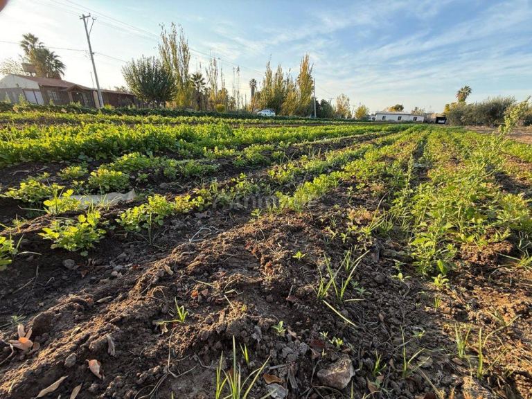 Finca en Venta en Guaymallen, Mendoza